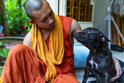 Phnom Penh, Cambodia - August 29, 2019:The love between the dog and the young Buddhist monk. The dog looks lovingly at the monk. Monk. The young Monk is holding and stroking the dog with love.