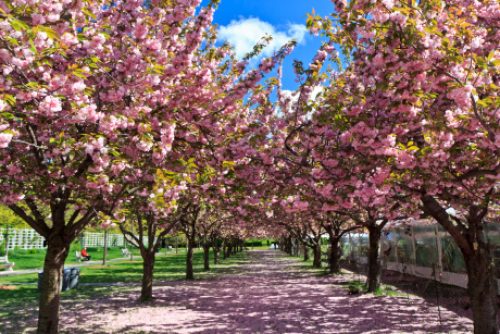 Two rows of blooming cherry trees at the Brooklyn Botanical Gardens in Brooklyn, NY.