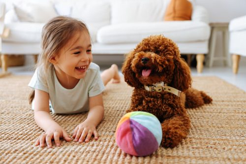 Love between pet and little owner, little and toy poodle
 cuddling at house